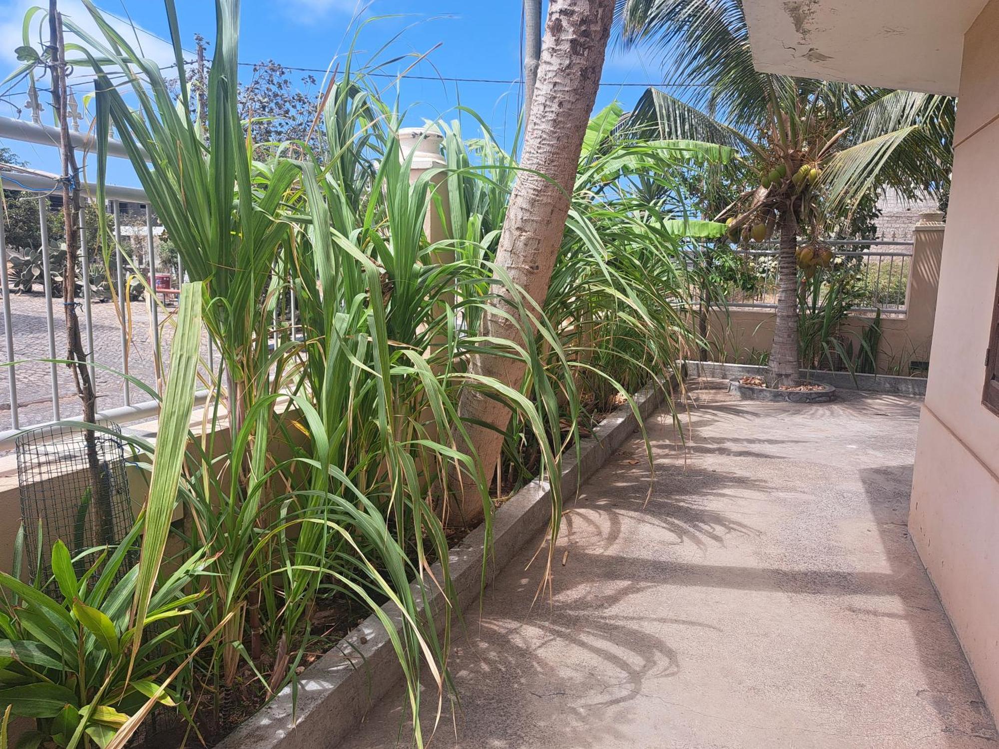 טאראפל Barros Homestay מראה חיצוני תמונה